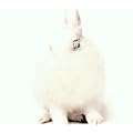 White Lies