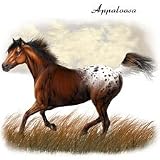 Horse T-shirt Appaloosa Horse In Field S-5XL