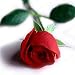 Artificial Silk Rose Single Stem - 56cm, Red