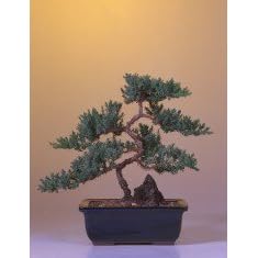 Bonsai Boy's Juniper 