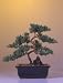 Bonsai Boy's Juniper 