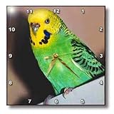 Budgie Parakeet - 10x10 Wall Clock