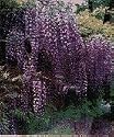 Purple Wisteria Plant, Hefty 3 Year Old, 12-20 Inch