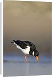 Canvas Prints of (Eurasian) Oystercatcher - Groundlevel view of bird foraging for worms in a from Ardea Wildlife Pets