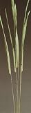 Green Earth Accents Burileaf (cane leaves) 5 1/2 Feet Tall, Package of 20