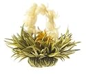 Teaposy Box of Six "Lady Fairy" Teaposies Silver Needled White Tea