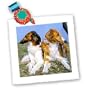Dogs Borzoi - Borzoi - Quilt Squares