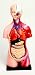 Human Mini Torso Model 42 Centimeters Tall