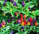 Chilli Pepper - Twilight - Medium HOT ! 12 seeds