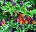 Chilli Pepper - Twilight - Medium HOT ! 12 seeds
