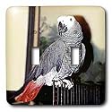 Birds - African Grey Parrot - Light Switch Covers - double toggle switch
