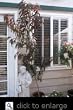Nectaplum Tree Potted Five Gallon Plant