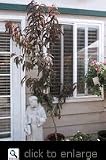 Nectaplum Tree Potted Five Gallon Plant
