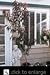 Nectaplum Tree Potted Five Gallon Plant