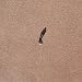 Tap Dancing in the Sand
