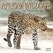 2009 Animal Calendars: African Wildlife 2009 Calendar - 2009 Calendar - 30 x 30 cm