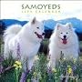 Samoyeds 2009 Wall Calendar