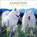 Samoyeds 2009 Wall Calendar