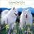 Samoyeds 2009 Wall Calendar