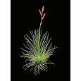 BUY : Air Plant Argentea Tillandsia Sweet Little Houseplant By Hinterland Trading