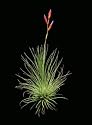 Air Plant Argentea Tillandsia Sweet Little Houseplant By Hinterland Trading