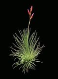 Air Plant Argentea Tillandsia Sweet Little Houseplant By Hinterland Trading by Hinterland Trading Sale