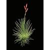 Air Plant Argentea Tillandsia