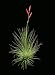 Air Sow Argentea Tillandsia Sweet Small Houseplant By Hinterland Trading