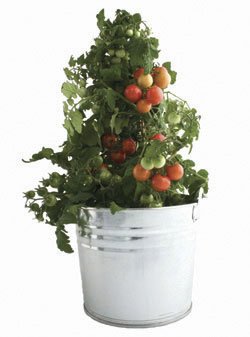 Heirloom Tomato Garden in a Pail, Eco-Friendly - Grow Mini Tomatoes