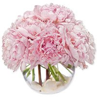 Flowers - Precious Peonies
