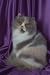 12X16 inch 1 of Top 100 Pedigree Cats Canvas Art Persian,blue