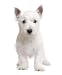 West Highland White Terrier (3 Months) - 18