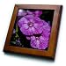 Garden Laura Phlox Flowers Dark Pink Flowers - 8x8 Framed Tile