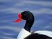 Shelduck Portrait (Tadorna Tadorna), Slimbridge, Gloucestershire, England, UK, Europe...