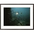 An Underwater Divers Light Sends Cichlid Fish Scurrying Collections Framed Photographic Poster Print by Bill Curtsinger, 29x21