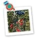 Robin in the Mountain Ash Tree 1 - 10x10 Quilt Square