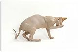 Canvas Prints of LA-8121 Cat - Sphinx from Ardea Wildlife Pets