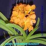 Ascocenda Suksamran Sunlight