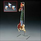 Muscle Spine W/Disorders + Stand CH5900