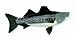 Search : Wildlife / Domestic Animals : Striped Bass Fish 15
