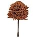 Small Beech Trees Pk3