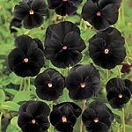 Outdoor Living : Pansy Black Beauty Seeds (1 Pkt - 140 seeds)