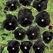 Pansy Black Beauty Seeds (1 Pkt - 140 seeds)