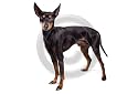 A3 Canvas English Toy Terrier adult dog