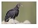 Black Vulture, Gregarious Scavenger, Tambopata River, Peruvian Amazon Animals Photographic Poster Print by Mark Jones, 16x12
