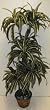 5' Dracaena Marginata on "Real Wood"