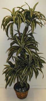 5' Dracaena Marginata on "Real Wood"