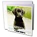 Dogs Labrador Retriever - Cute Labrador Puppy - Greeting Cards-6 Greeting Cards with envelopes Dogs Labrador Retriever - Cute Labrador Puppy - Greeting Cards-6 Greeting Cards with envelopes