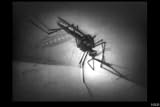 Classic Malaria Films DVD: 1940s Malaria Disease Symptoms & Treatments History Films