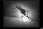 Classic Malaria Films DVD: 1940s Malaria Disease Symptoms & Treatments History Films